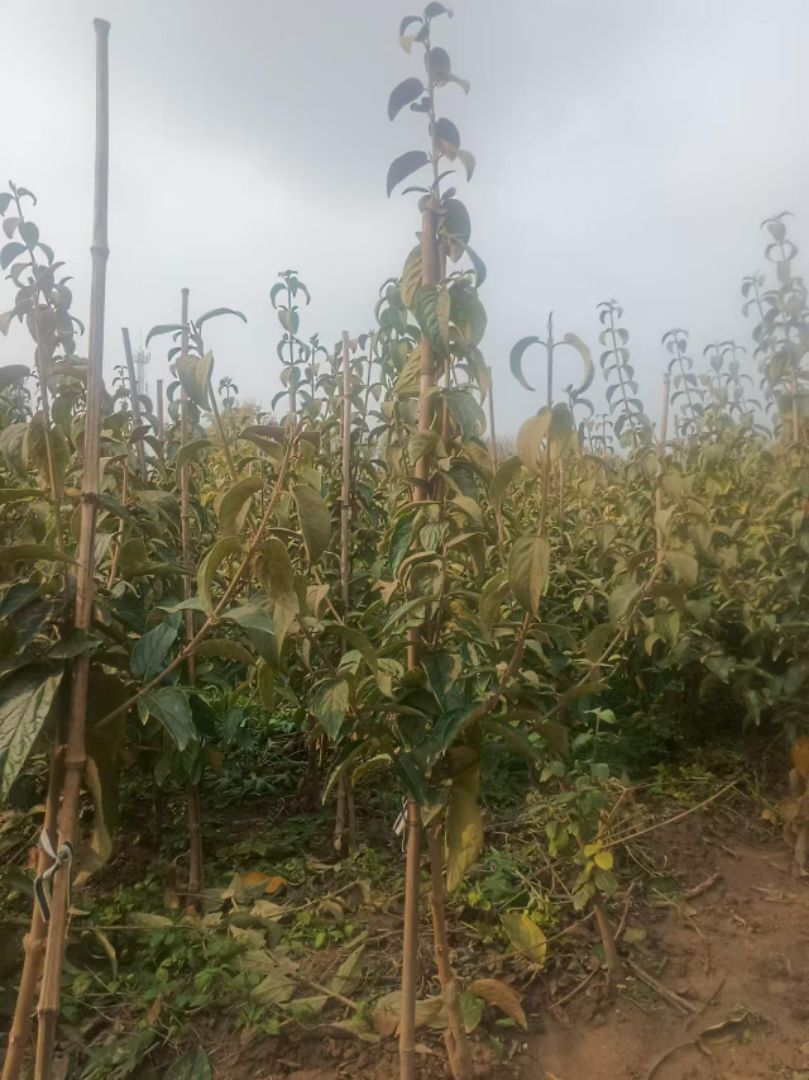 ľ������