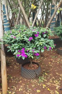 ����÷��