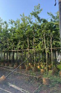 ����ӣ��