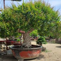 ����ʯ����