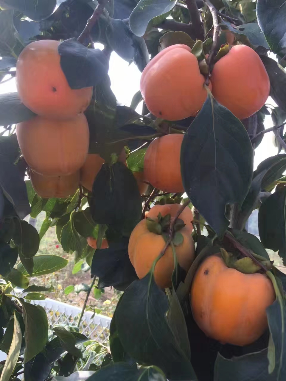 ����������