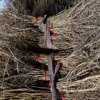 ����ɣ�������