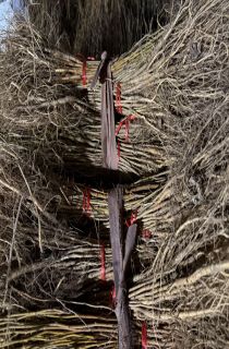 ����ɣ�������