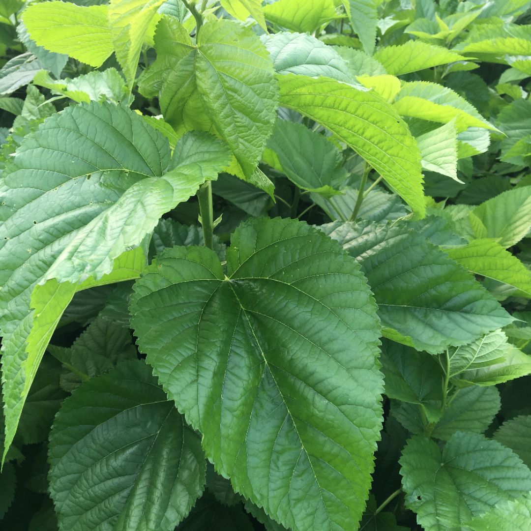 ��ɣ��������