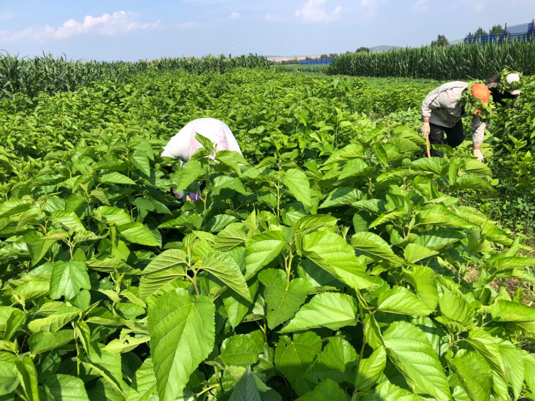 ��ɣ��������