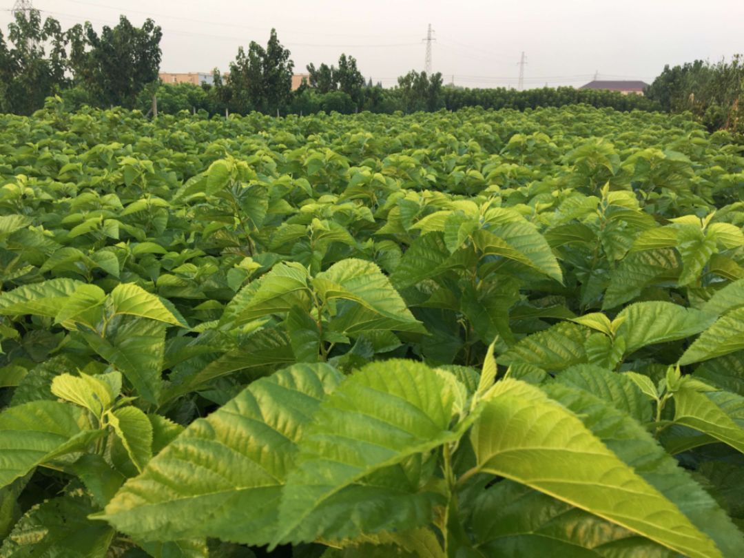 ��ɣ��������