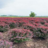 ��ҶС����