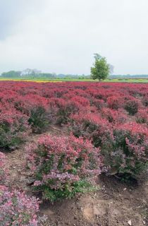 ��ҶС����