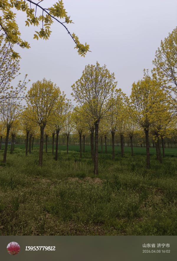 ��Ҷ����