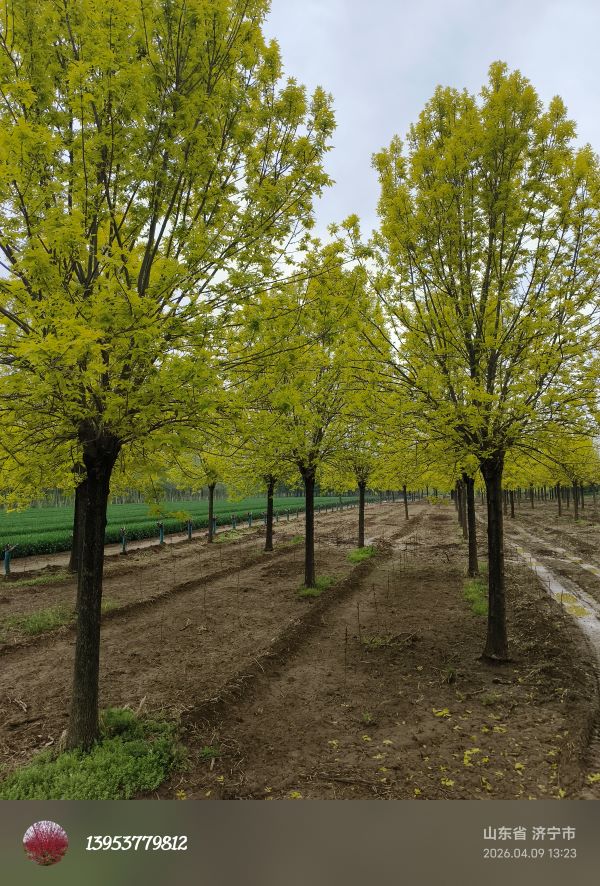 ��Ҷ����