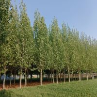 ������ͩ