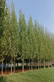 ������ͩ