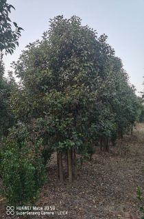 ������ҶŮ��