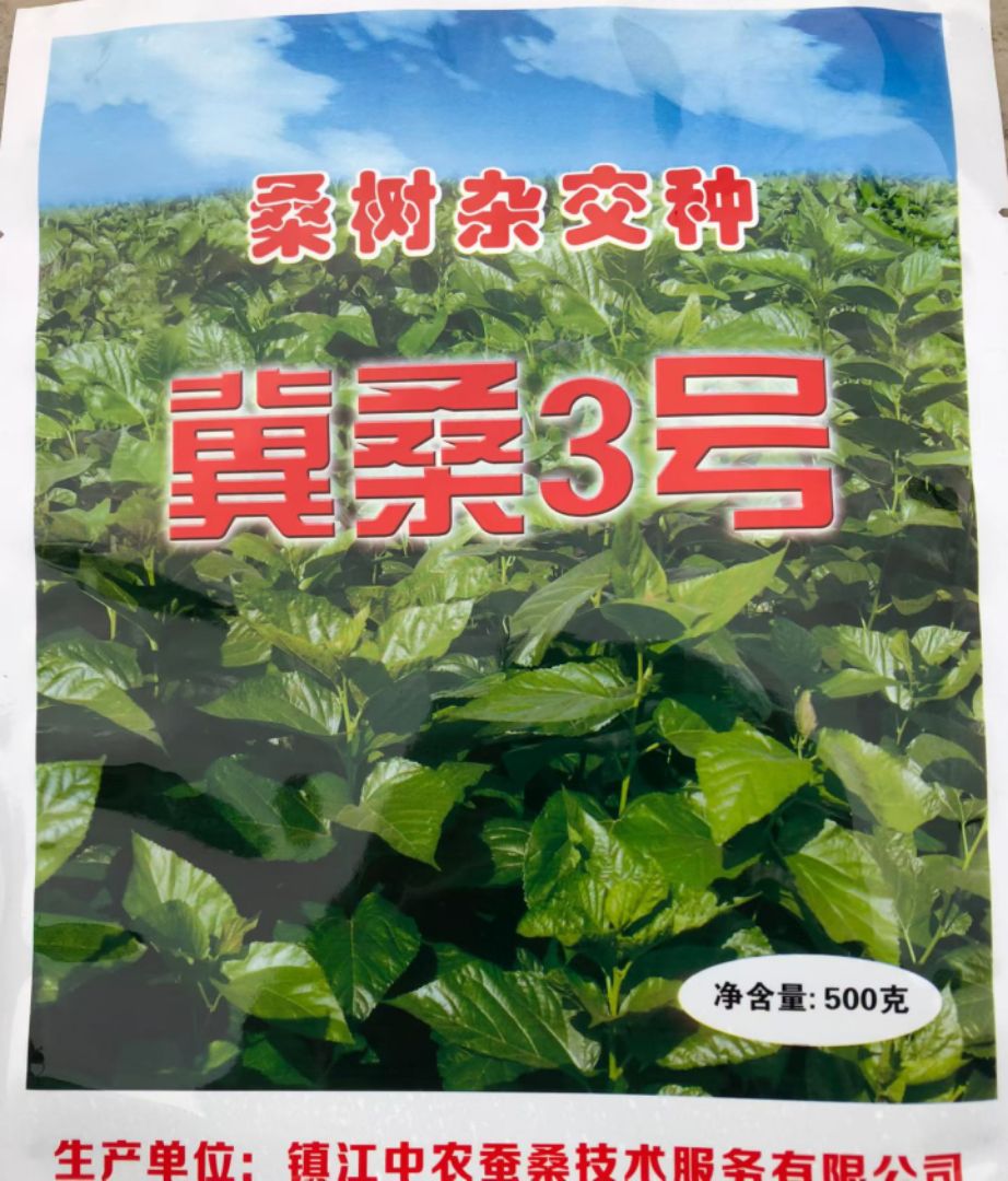 冀桑三号种子