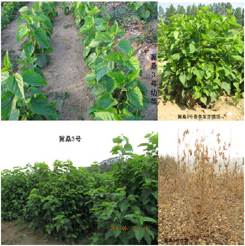 ��ɣ��������