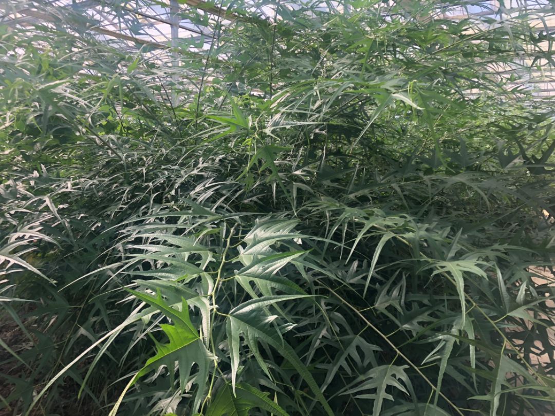 ��Ҷ����ɣ