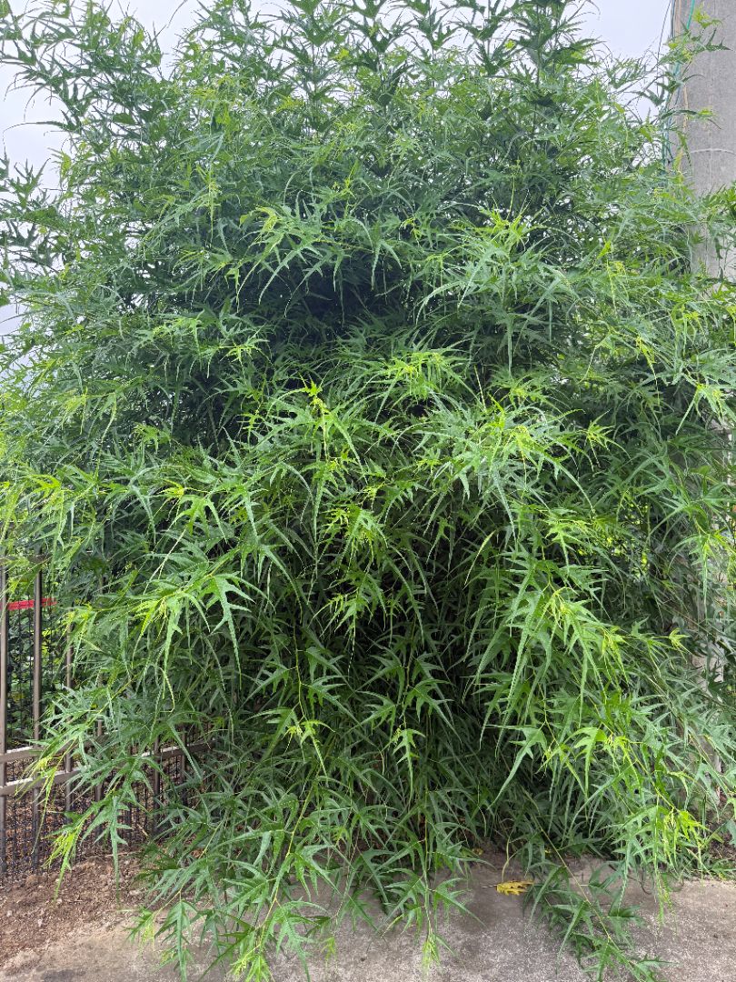 ��Ҷ����ɣ