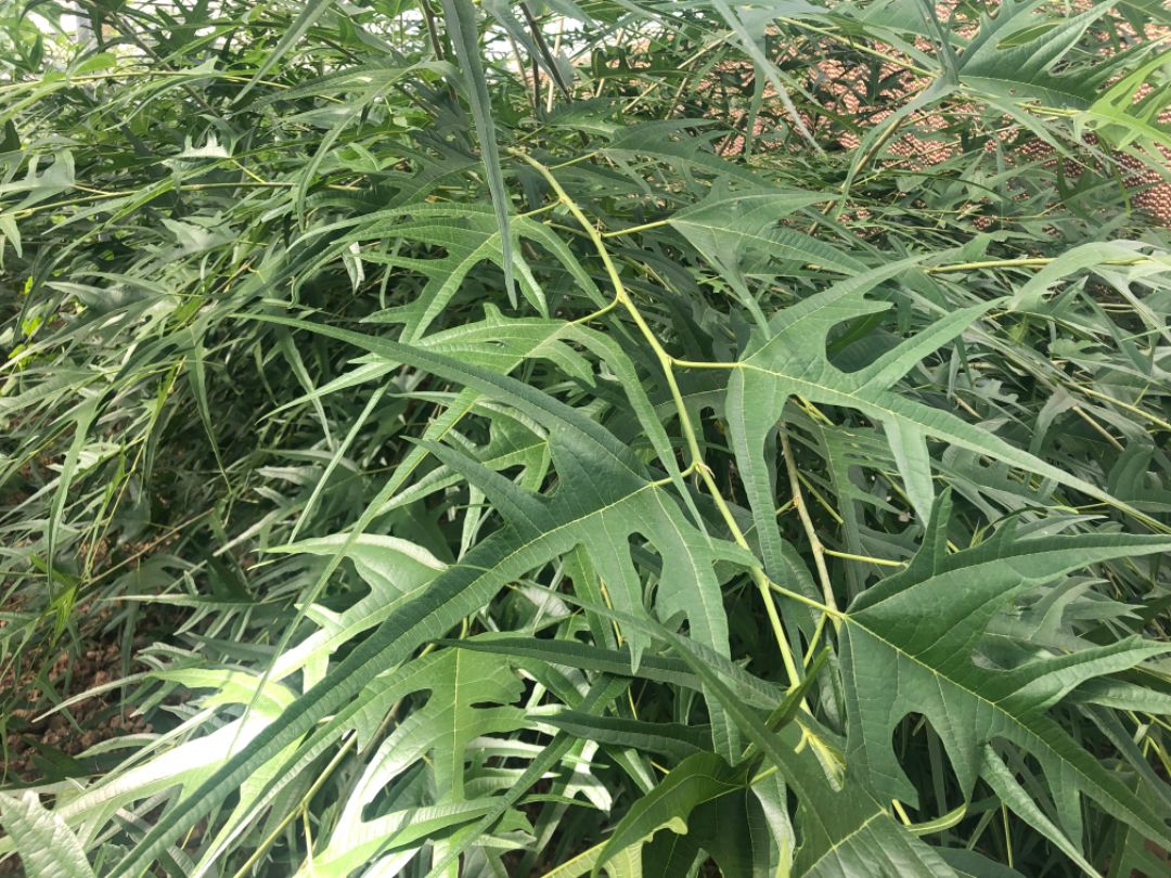 ��Ҷ����ɣ