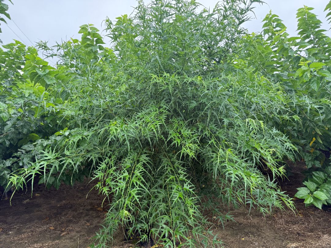 ��Ҷ����ɣ