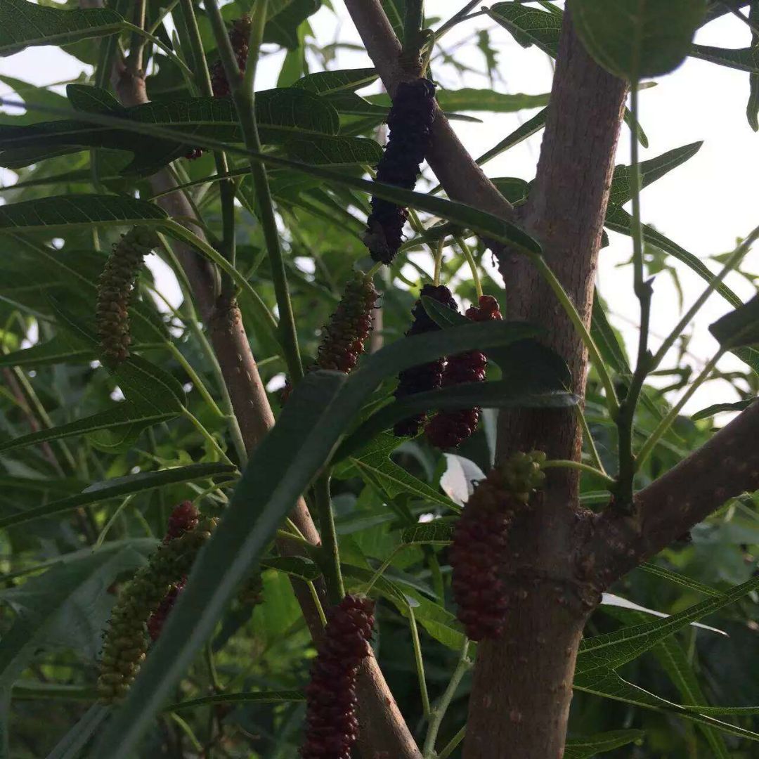 ��Ҷ����ɣ