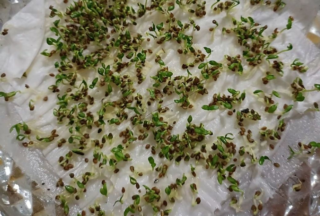 ���ɣ����