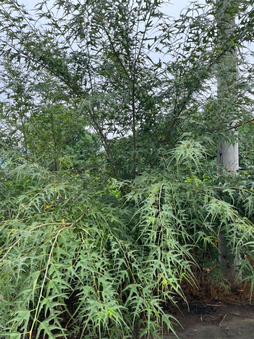 ��Ҷ����ɣ