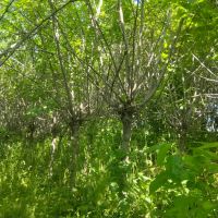 Ѥ������