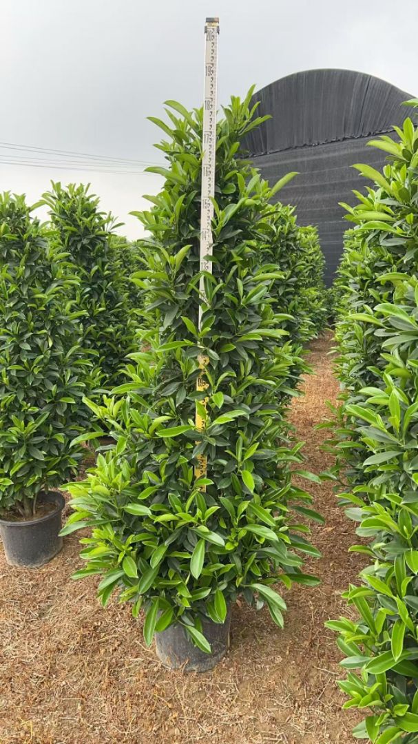 非洲茉莉