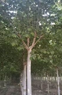 ��ͩ