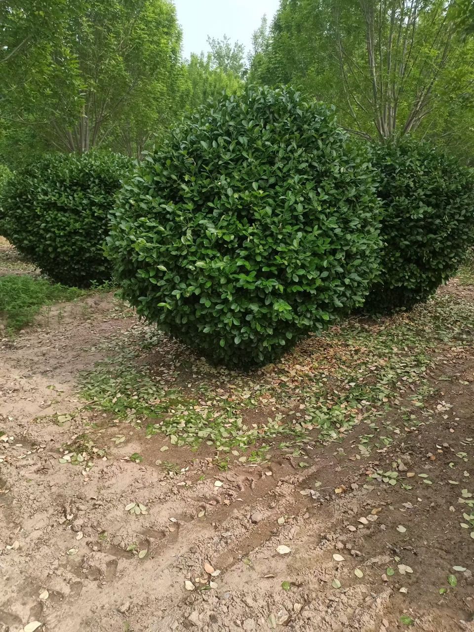 ��ì��