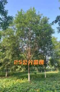 速生国槐