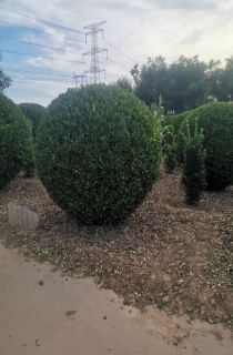 �߸˴�Ҷ������
