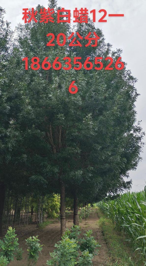 ���ϰ���