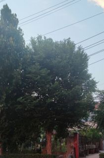 青檀
